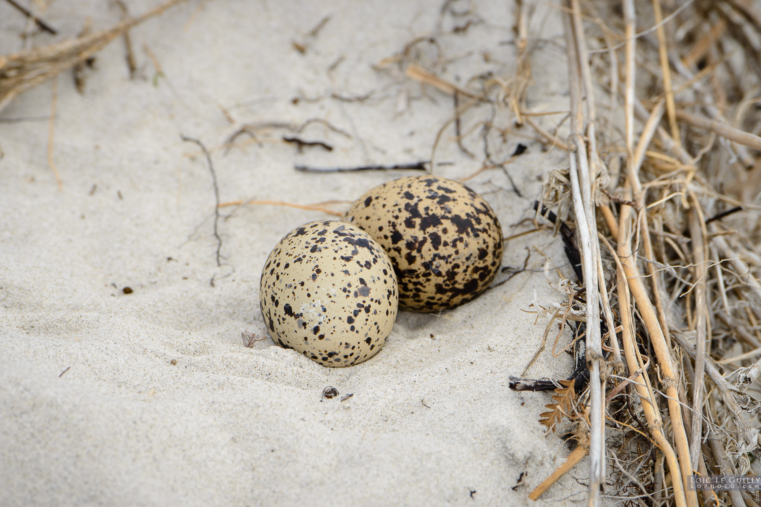 photograph of Oystercatcher eggs on a beach